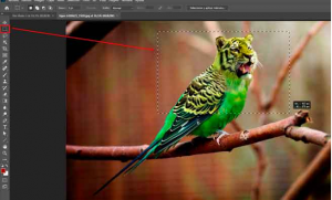 Read more about the article Tools in Photoshop for Learning from Scratch: Free Photoshop 2023